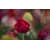 Bl000011