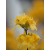 Bl000009