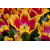 Bl000015